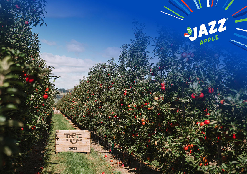 The first New Zealand apples head for international markets The Packer
